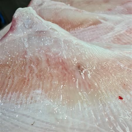  Aile de raie entre 500 grammes  et 1 kilo