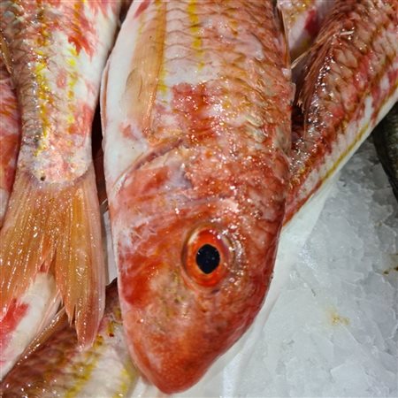 Rouget Moyen entre 200gr et 300gr